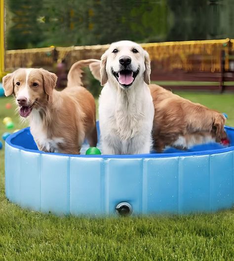 Piscina Pileta Plegable Para Mascotas Y Niños 80x20cm Jhn-5
