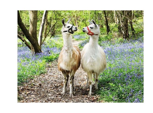 Puzzle XXL Llama Love - 100 piezas-1
