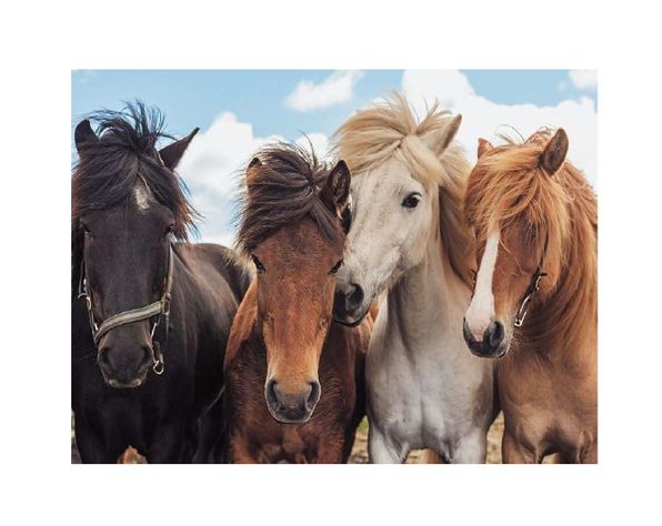 Puzzle Caballos - 2x24-1