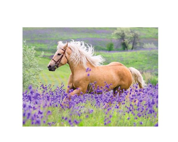 Puzzle Caballos - 2x24-2