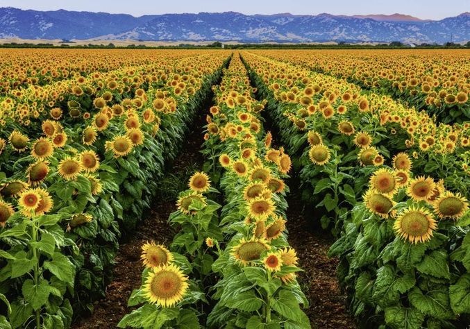 Puzzle Campo de girasoles - 1000 piezas-1