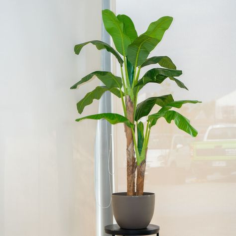 Planta Artificial Banano 180 Cm. Premium / Arbusto Real-1