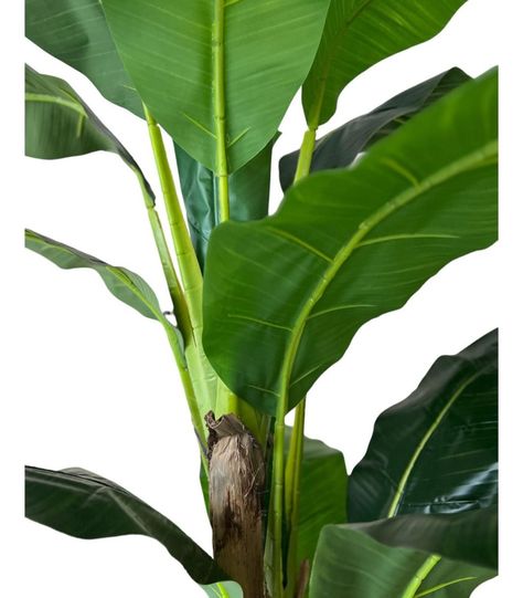 Planta Artificial Banano 180 Cm. Premium / Arbusto Real-6