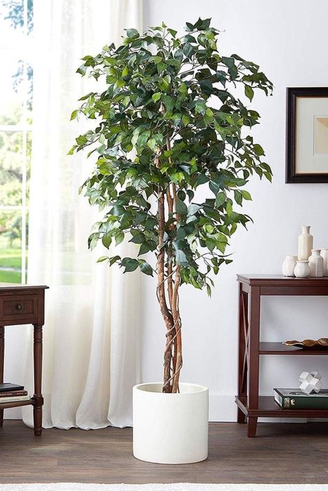Planta Artificial Ficus Premium 180 Cm 1288 Hs/ Arbusto Real-1