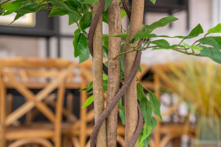 Planta Artificial Ficus Premium 180 Cm 1288 Hs/ Arbusto Real-5