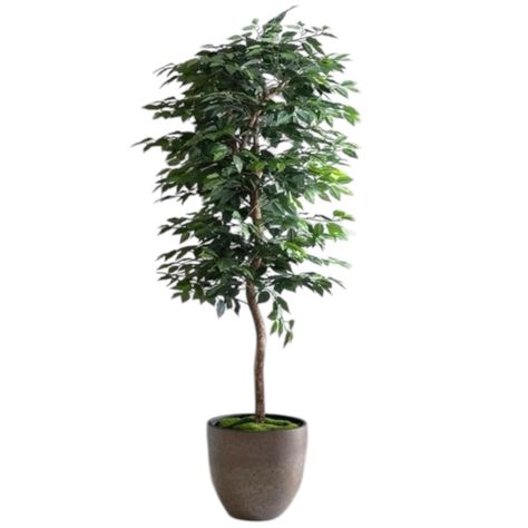 Planta Artificial Ficus Premium 180 Cm 1288 Hs/ Arbusto Real-8