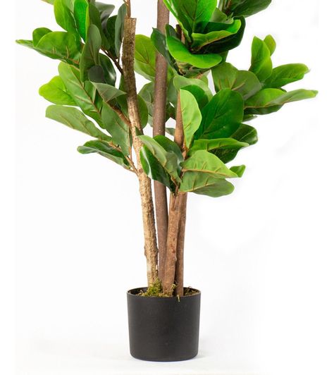 Planta Artificial Ficus Lyrata 120 Cm 134 Hjs / Arbusto Real-2