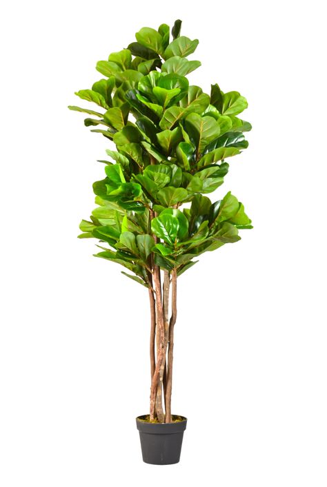 Planta Artificial Ficus Lyrata 180 Cm 232 Hjs / Arbusto Real-0