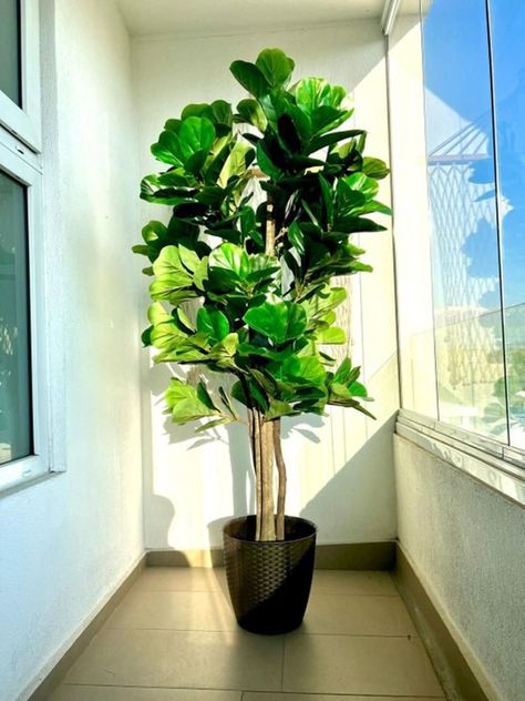 Planta Artificial Ficus Lyrata 180 Cm 232 Hjs / Arbusto Real-1