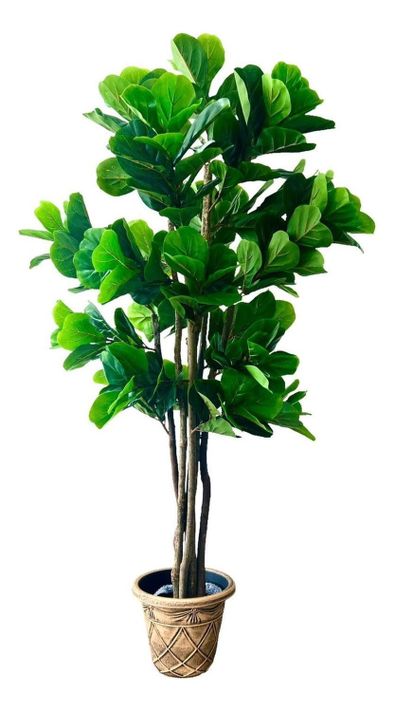 Planta Artificial Ficus Lyrata 180 Cm 232 Hjs / Arbusto Real-2