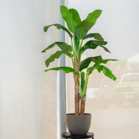 2 Plantas Artificiales Premium Banano 180 Cm Arbusto Real-3
