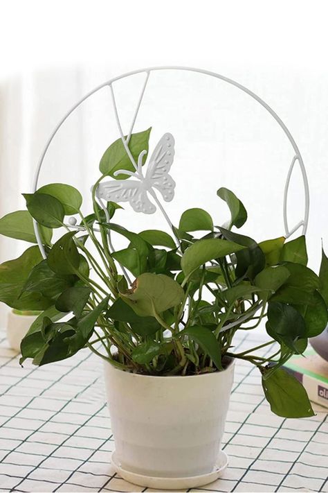 Soporte plantas trepadoras Mariposa Blanca	-1