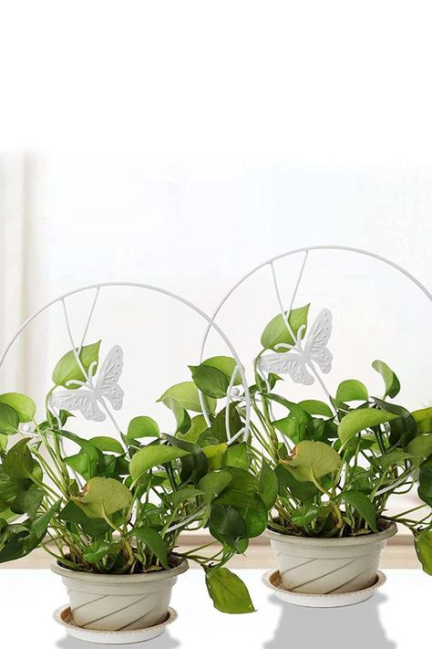 Soporte plantas trepadoras Mariposa Blanca	-4