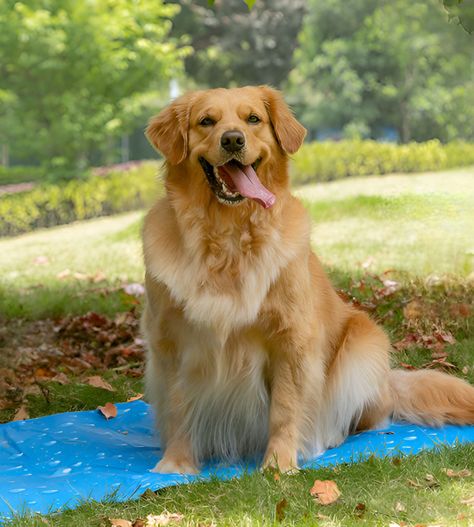 Manta Refrescante Gel Frío Mascotas Talla XL 96x81cm Jhn-3