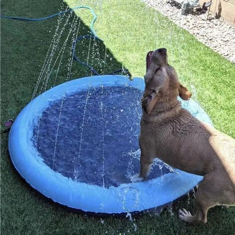Juguetes Perros Piscina Juguetes Aire libre Diversion Rondon-8