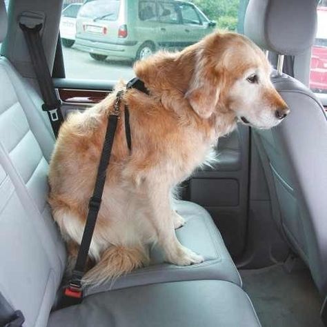 Arnés Multiuso Negro Para Perro XS Mascan-4