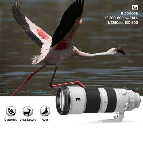 Lente montura E SEL200600G-5