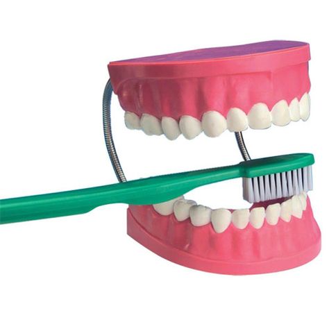 Modelo de Dientes con cepillo-0