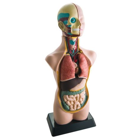 Didactico Modelo Torso Humano 11 pz Eduscience-0