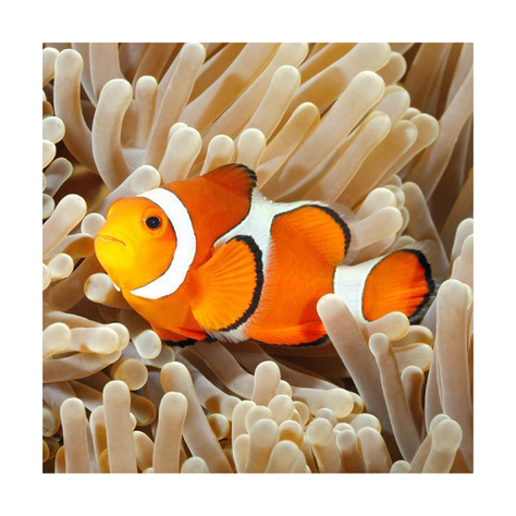 Linterna Proyector Animales Marinos Eureka-3