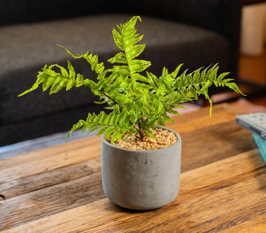 Planta Decorativa Helecho Inés 36 CM con Macetero-1