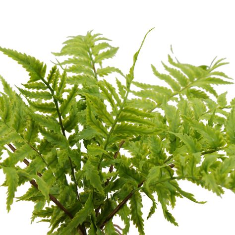Planta Decorativa Helecho Inés 36 CM con Macetero-2
