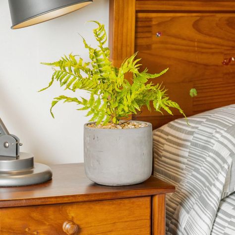Planta Decorativa Helecho Inés 36 CM con Macetero-3
