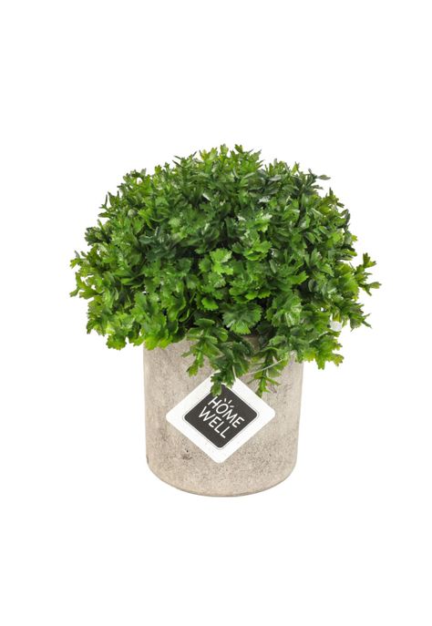 Planta  Artificial Boj Japonico 12*12cm-0
