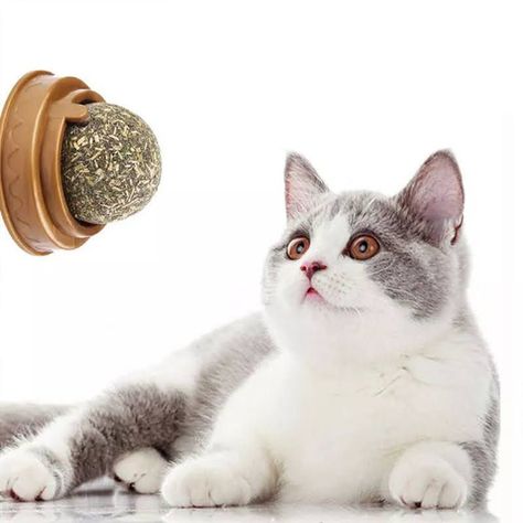 Hierba Gatera Tipo Bolita Prensada Snack Para Pared-3