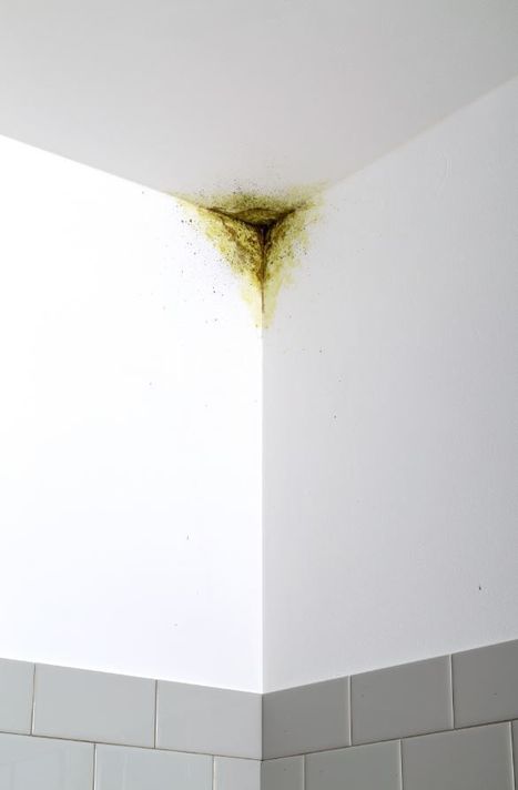Fondo Eliminador de Hongo y Moho 946ml Blanco Zinsser-5