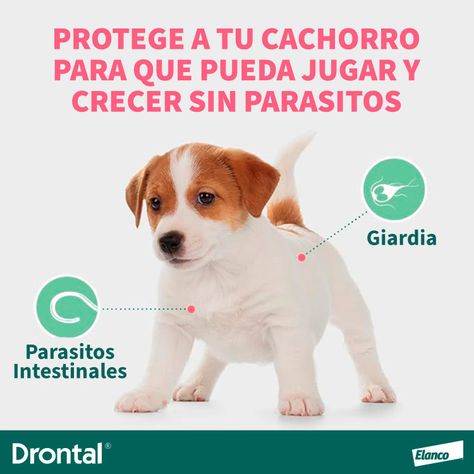 Antiparasitario Interno en Gotas Perro 20ml-1