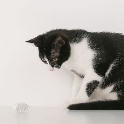 Pidan - Juguete para Gatos Electrónico Pequeño Monstruo de Nieve-7