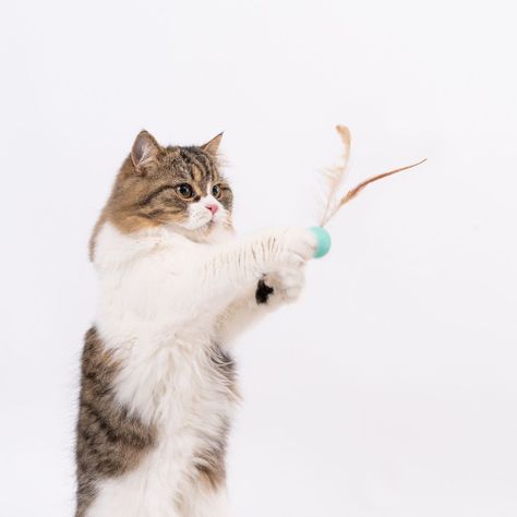 PIDAN - Juguetes para gatos Pelotas de Rebote - 3 piezas-3