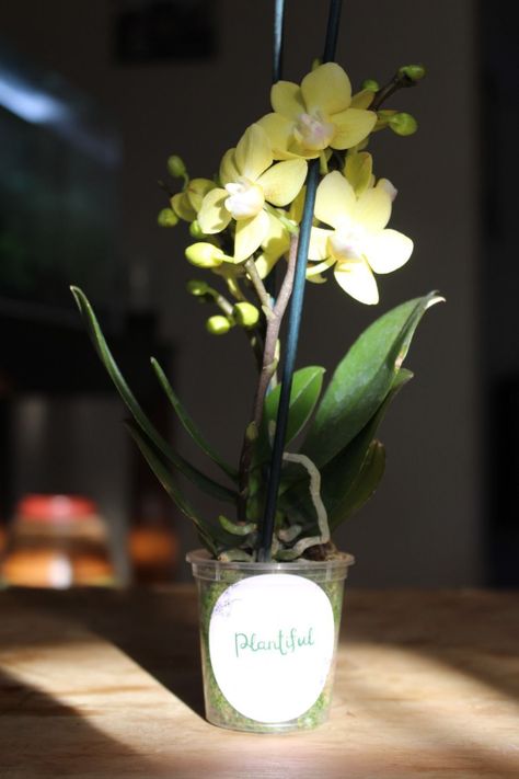 Mini Orquidea Natural Amarilla-2