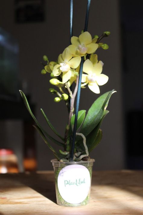 Mini Orquidea Natural Amarilla-0