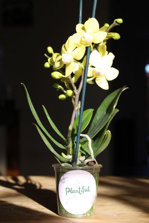 Mini Orquidea Natural Amarilla-3