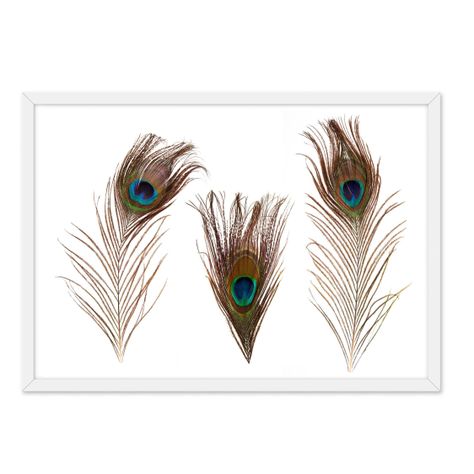 Cuadro Individual  Plumas Real-0