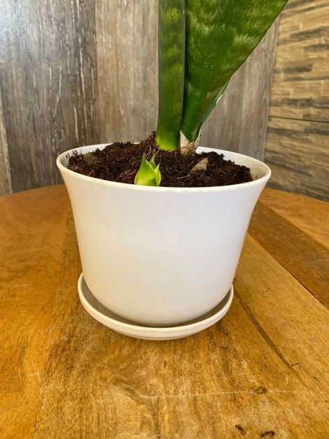 MACETA BIODEGRADABLE CURVO BLANCO C/PLATO 16,5X13-2