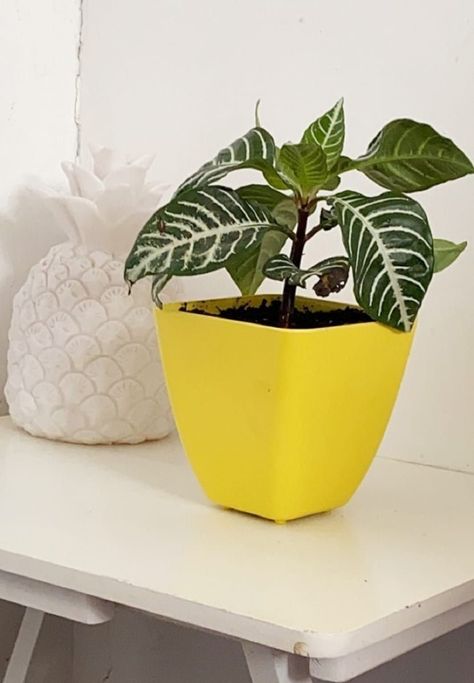 SET 7 MACETAS BIO CUADRADO AMARILLO 13,3X12,4-1