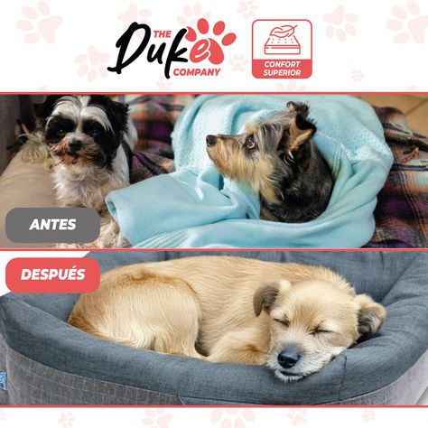 Cama Para Perro Mascotas Antiestres Lavable Duke Talla S-5