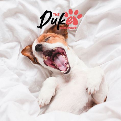 Cama Para Perro Mascotas Antiestres Lavable Duke Talla S-8