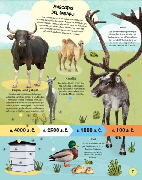 Libro Todo sobre las mascotas-4