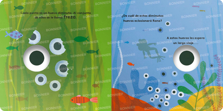 Libro Pequeños ciclos de la vida - RANA-3