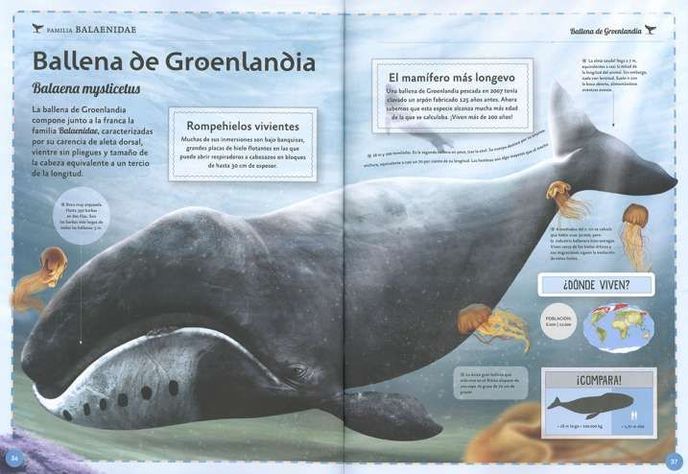 El magnifico libro de las ballenas-2