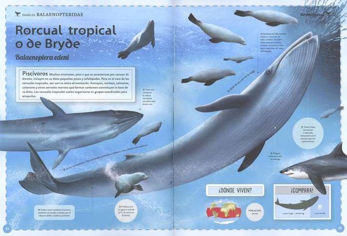 El magnifico libro de las ballenas-3
