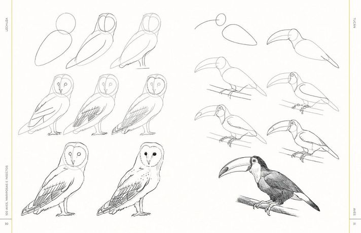 Libro 100 Aves, Mariposas E Insectos-3