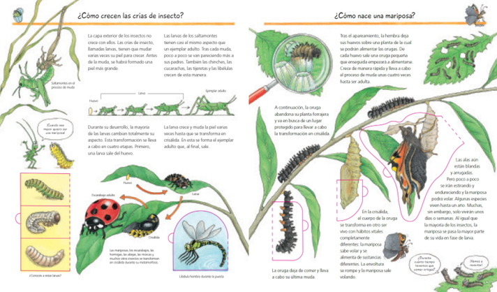 Libro Descubrimos los insectos ¿Qué? ¿Cómo? ¿Por qué?-2
