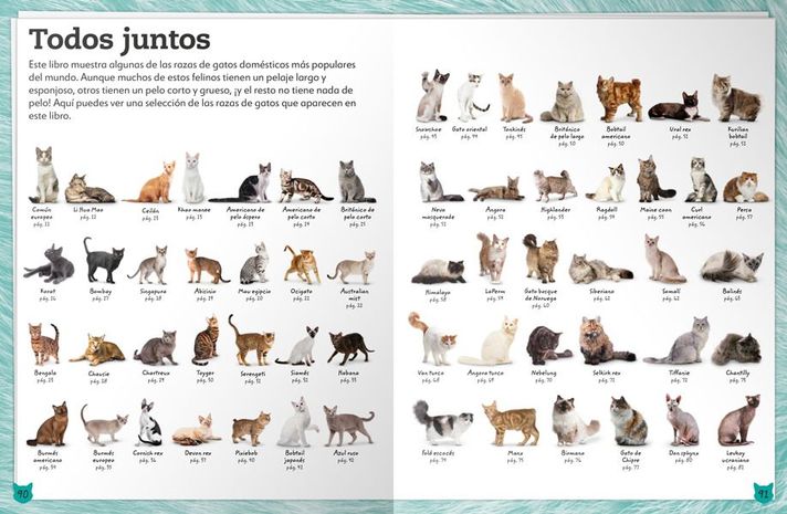 Libro Mi Libro de Gatos y Gatitos-1
