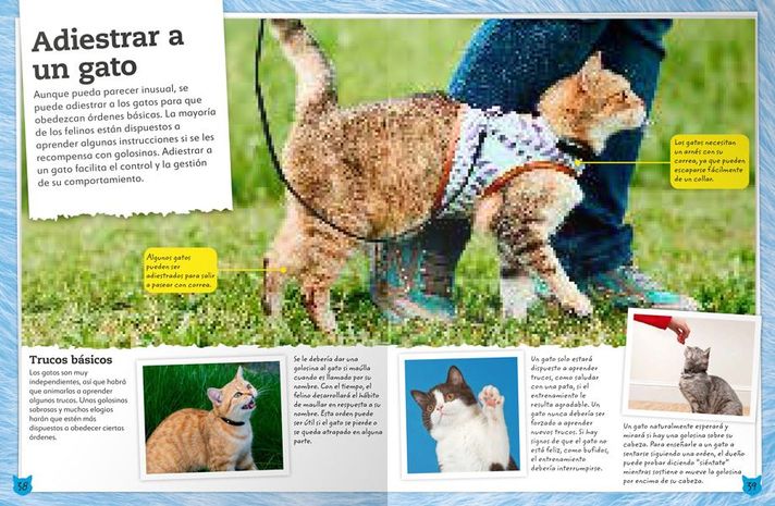 Libro Mi Libro de Gatos y Gatitos-3