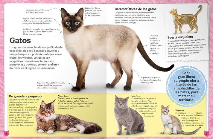 Libro Mi Libro de Gatos y Gatitos-6